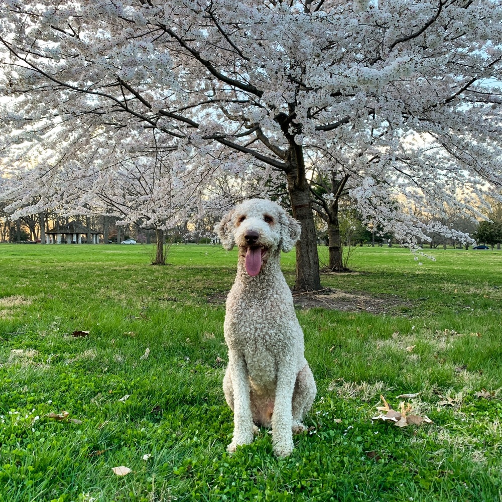 Meet your Posher, Meredith